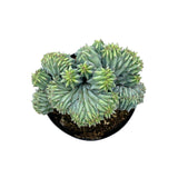 Myrtillocactus Geometrizans Cristata | Blue Candle Crest Cactus - Lazy Gardens