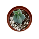 Myrtillocactus Geometrizans | Blue Candle Cactus - Lazy Gardens