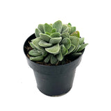 Crassula Morgan's Beauty - Lazy Gardens