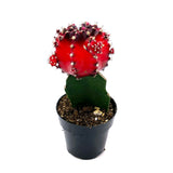 Gymnocalycium mihanovichii freidrichii | Moon Cactus Red & Black - Lazy Gardens