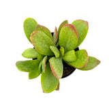 Kalanchoe Little Dragon - Lazy Gardens