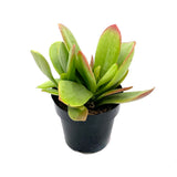 Kalanchoe Little Dragon - Lazy Gardens