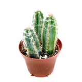 Pilosocereus Pachycladus | Wooly Blue Torch - Lazy Gardens