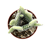 Opuntia Microdasys Albata | Angel Wings Cactus - Lazy Gardens