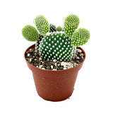 Opuntia Microdasys Albata | Angel Wings Cactus - Lazy Gardens