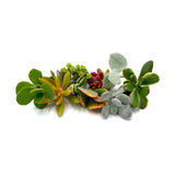 Assorted Succulent Cuttings - Lazy Gardens