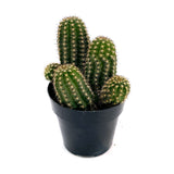 Echinopsis Hybrid | Rose Quartz Cactus - Lazy Gardens