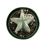 Stenocereus Pruinosus | Ghost Organ Cactus - Lazy Gardens