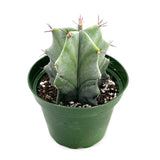 Stenocereus Pruinosus | Ghost Organ Cactus - Lazy Gardens