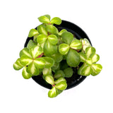 Portulacaria Kaleidoscope | Elephant Bush Kaleidoscope - Lazy Gardens