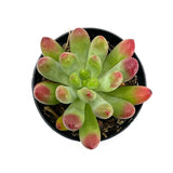 Sedum Pachyphyllum | Salsa - Lazy Gardens