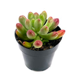 Sedum Pachyphyllum | Salsa - Lazy Gardens