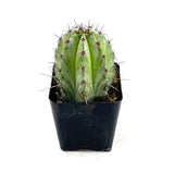 Polaskia Chichipe | Chichipe Cactus - Lazy Gardens