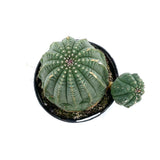 Euphorbia Obesa Hybrid | Basketball Plant - Lazy Gardens