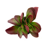 Kalanchoe Little Dragon - Lazy Gardens