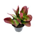 Kalanchoe Little Dragon - Lazy Gardens