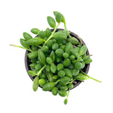 Senecio Herreanus | String of Watermelons - Lazy Gardens