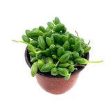 Senecio Herreanus | String of Watermelons - Lazy Gardens