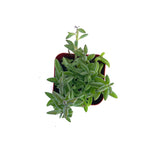 Senecio peregrinus | String of Dolphins - Lazy Gardens