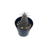 Setiechinopsis mirabilis | Flower of Prayer Cactus - Lazy Gardens