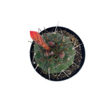 Matucana madisoniorum - Lazy Gardens