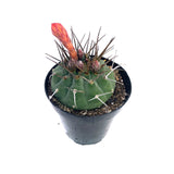 Matucana madisoniorum - Lazy Gardens