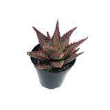 Aloe Cherry Bomb | Aloe Hybrid - Lazy Gardens