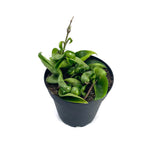 Hoya carnosa compacta | Hoya Hindu Rope - Lazy Gardens