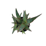 Aloe Purple People Eater | Rare Aloe - Lazy Gardens