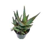 Aloe Purple People Eater | Rare Aloe - Lazy Gardens