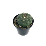 Matucana madisoniorum - Lazy Gardens