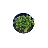 Sedum Hernandezii | Jellybean Plant - Lazy Gardens