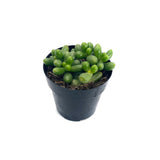 Sedum Hernandezii | Jellybean Plant - Lazy Gardens
