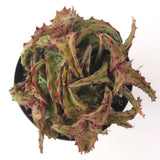 Aloe Castilloniae | Rare Aloes - Lazy Gardens