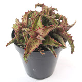 Aloe Castilloniae | Rare Aloes - Lazy Gardens