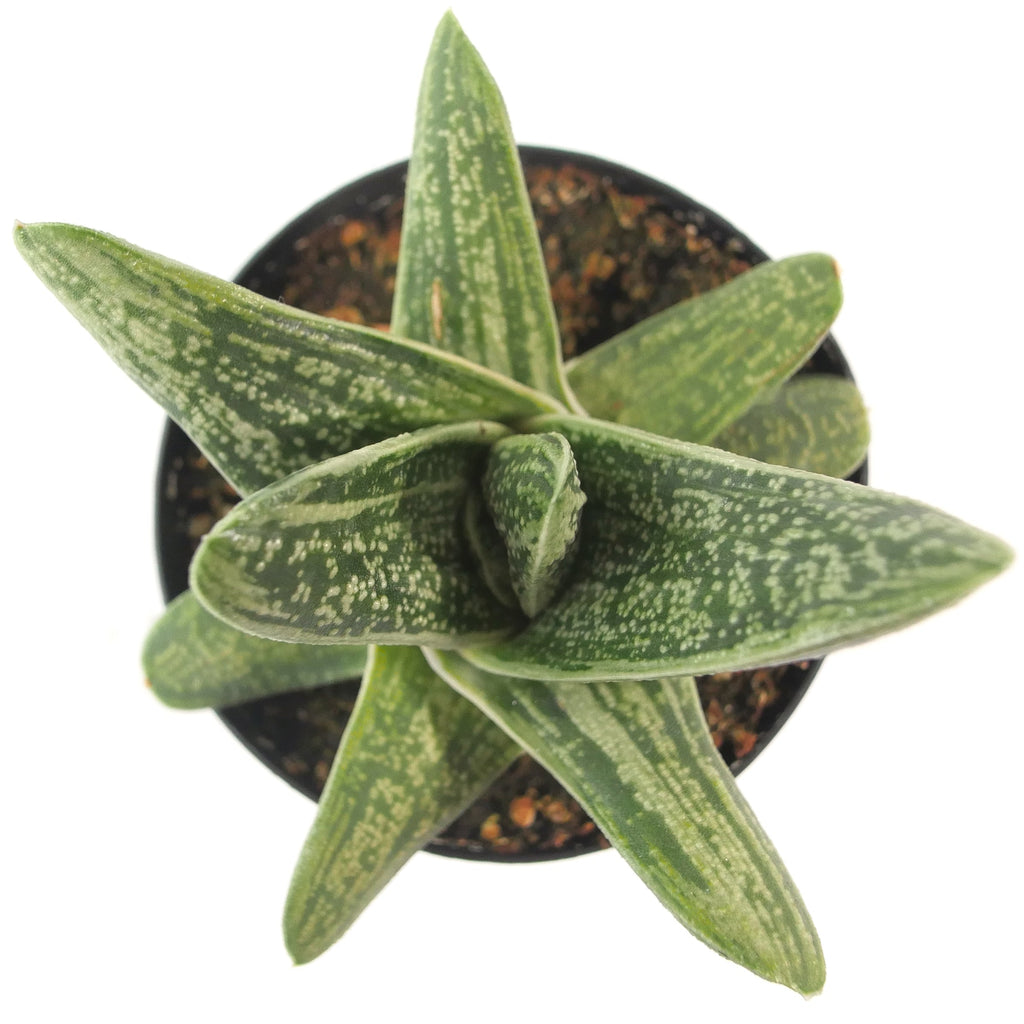 tongue succulent Gasteria Little Warty