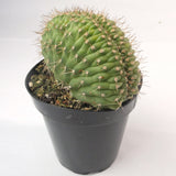 Trichocereus Thelegonus Cristata - Lazy Gardens