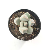 Lapidaria Margaretae | Karoo Rose - Lazy Gardens