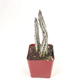 Senecio Stapeliiformis | Pickle Plant - Lazy Gardens