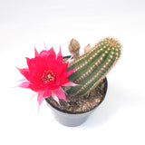 Echinopsis Hybrid | Rose Quartz Cactus - Lazy Gardens