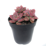 Graptosedum California Sunset | California Sunset - Lazy Gardens