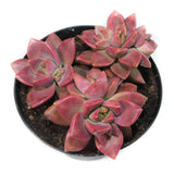 Graptosedum California Sunset | California Sunset - Lazy Gardens