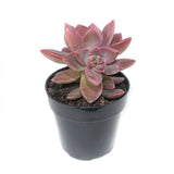 Graptosedum California Sunset | California Sunset - Lazy Gardens