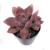 Graptosedum California Sunset | California Sunset - Lazy Gardens