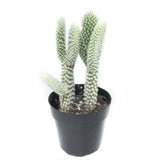 Opuntia Microdasys Albata | Angel Wings Cactus - Lazy Gardens