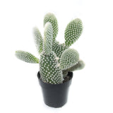 Opuntia Microdasys Albata | Angel Wings Cactus - Lazy Gardens