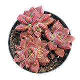 Graptosedum California Sunset | California Sunset - Lazy Gardens