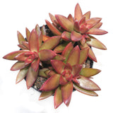 Sedum Adolphi | Firestorm - Lazy Gardens