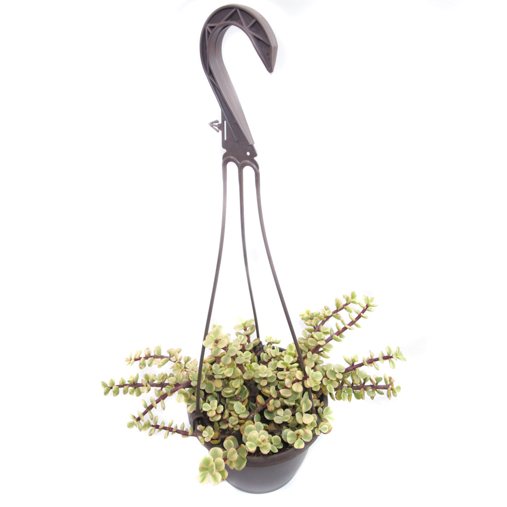hanging elephant plant Portulacaria Afra Prostrata