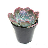 Echeveria Neon Breakers - Lazy Gardens